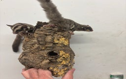 Sugar Glider rodents for sale: Baby sugar gliders  - Image 3