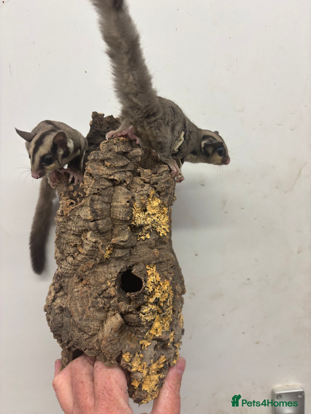 Sugar Glider rodents for sale: Baby sugar gliders  - Image 3