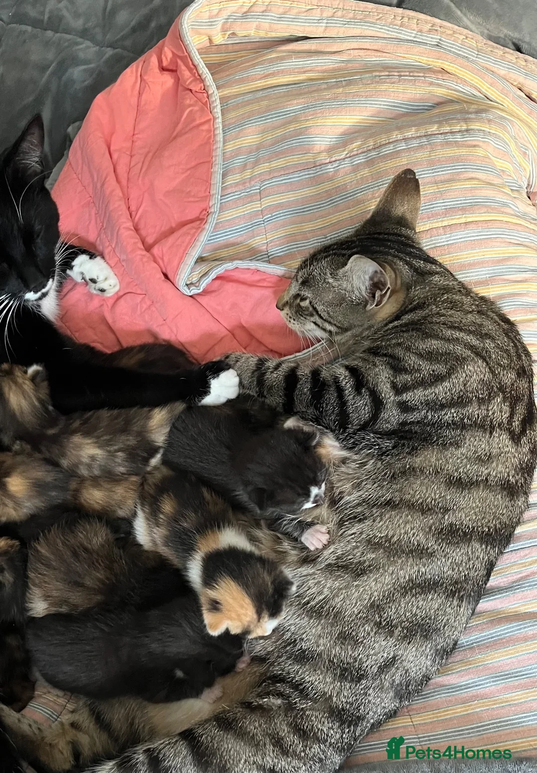 Mixed Breed cats for sale: 6 lovely female kittens.  - Advert 2