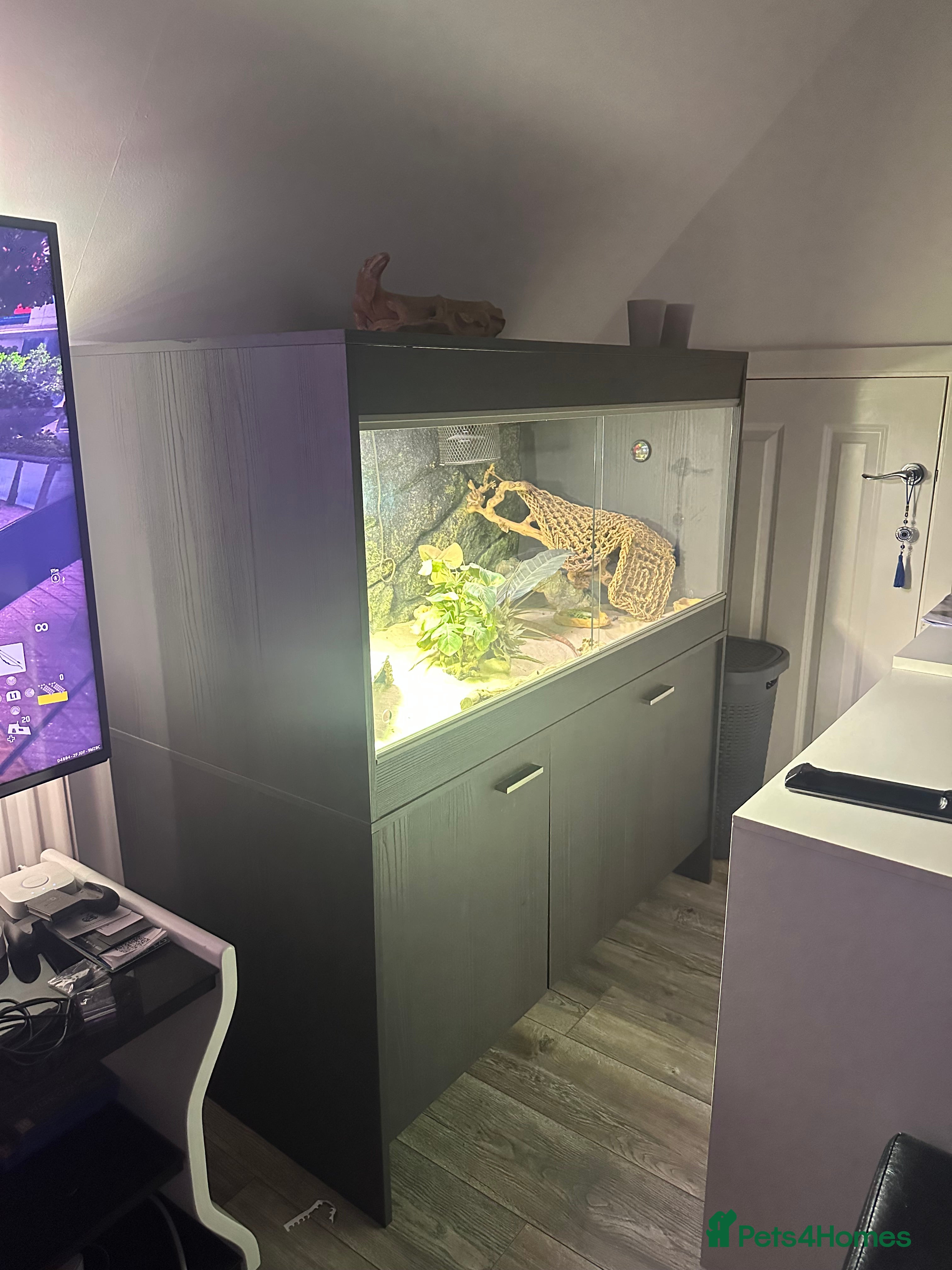 Bearded Dragon reptiles Bearded dragon with vivarium and all other extra - Advert 2