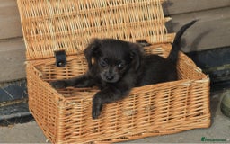 Mixed Breed dogs for sale: Chiweenie Puppies For Sale  - Image 6