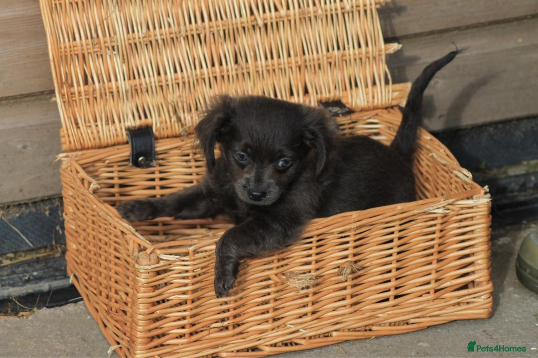Mixed Breed dogs for sale: Chiweenie Puppies For Sale  - Image 6