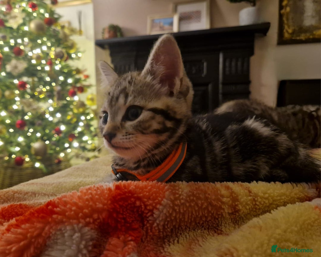 Mixed Breed cats for sale: Adorable kittens in London(SE18)😻❤️😻 - Advert 12