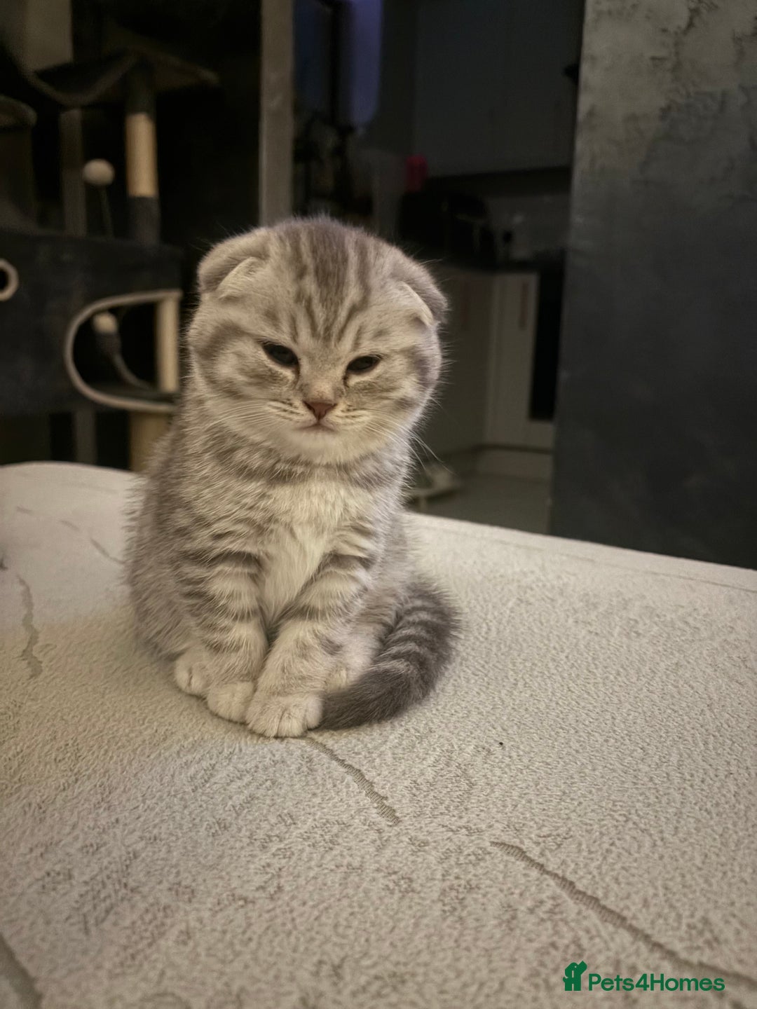 Scottish Fold cats for sale: Last Scottish Fold left - Advert 12