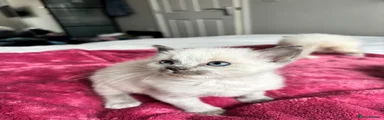 Ragdoll 1