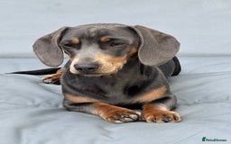 Miniature Dachshund dogs for stud: Available for stud blue and tan mini dachshund - Image 7