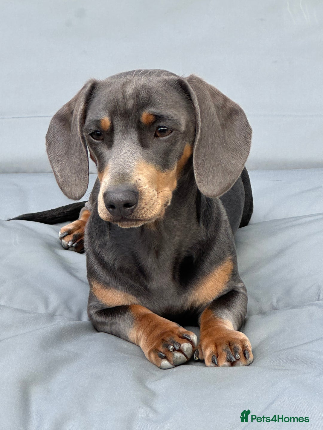 Miniature Dachshund dogs for stud: Available for stud blue and tan mini dachshund - Image 7