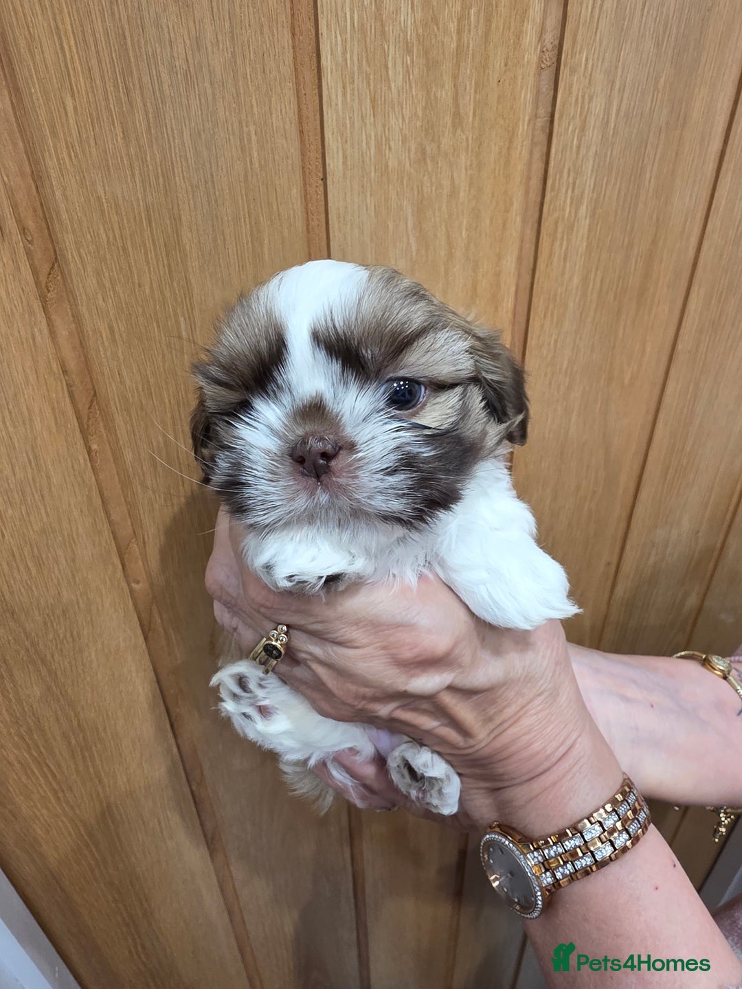 Shih Tzu dogs for sale: 3 stunning imperial karashishi shihtzu  - Advert 9