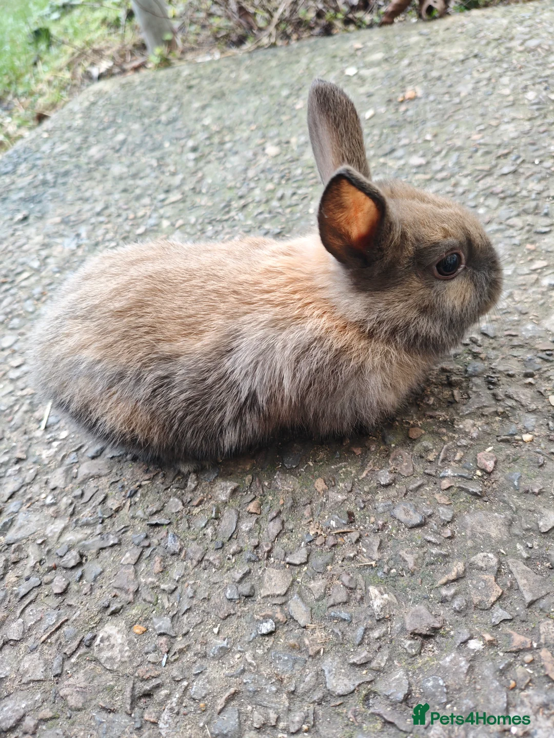 Rex rabbits for sale: Mini rex babies  - Advert 4