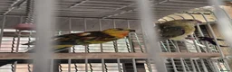 Cockatiels birds for sale: Cockatiel Birds for Sale - Advert 5