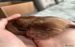 Cockapoo dogs for sale: F1b cockapoo puppies 3 boys 2 girls  - Image 4