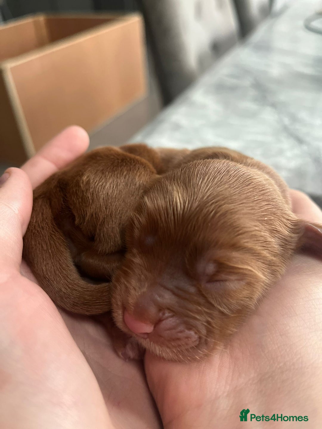 Cockapoo dogs for sale: F1b cockapoo puppies 3 boys 2 girls  - Image 4