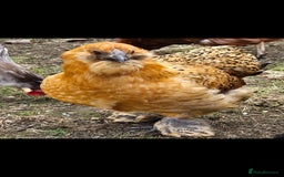 Chickens poultry for sale: Silkie hens. Must go together. Four in total.  - Image 9