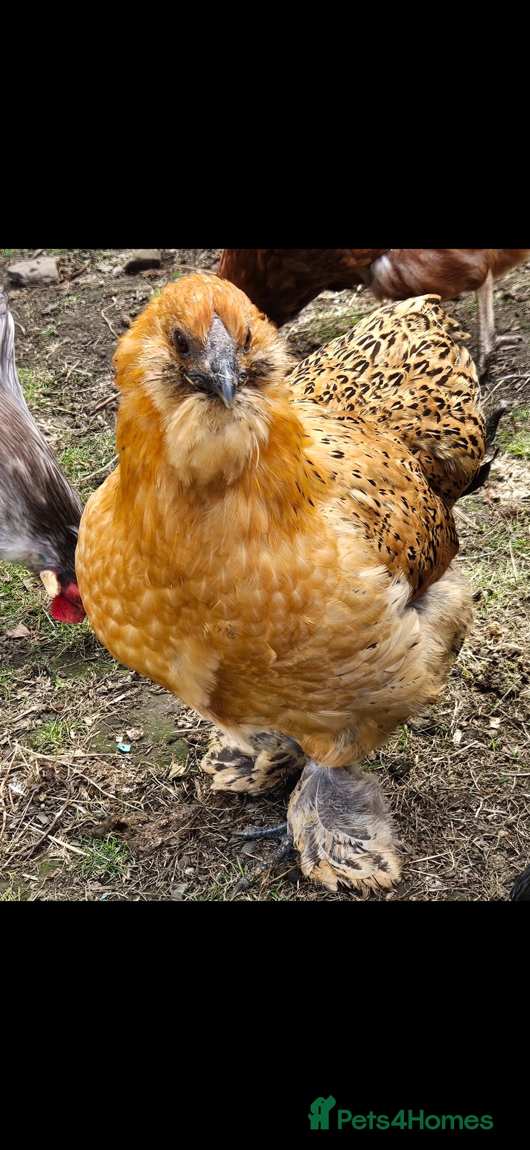 Chickens poultry for sale: Silkie hens. Must go together. Four in total.  - Image 9