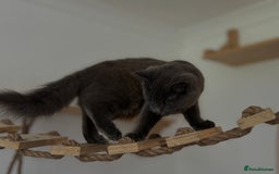 Ragdoll cats for sale: Ragdoll x - Image 6