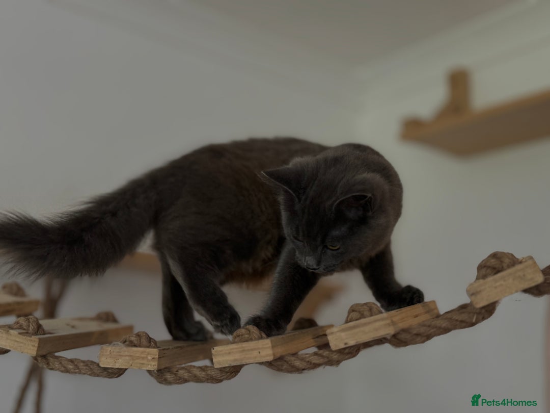 Ragdoll cats for sale: Ragdoll x - Image 6