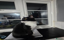 British Longhair cats for sale: Cat for sale  - Image 3