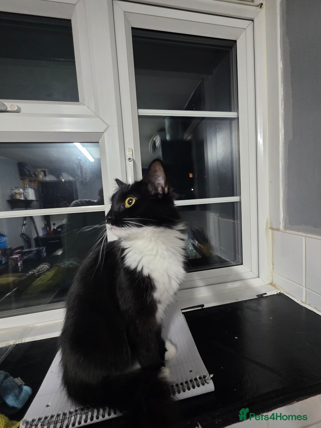 British Longhair cats for sale: Cat for sale  - Image 3