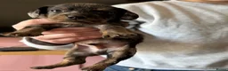 Mixed Breed dogs for sale: Cavapoo x dachshund  in Newark - Advert 29
