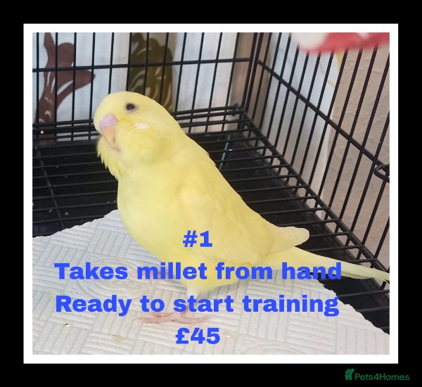 Budgerigars birds Superb home bred beautifully coloured baby budgies - Advert 2