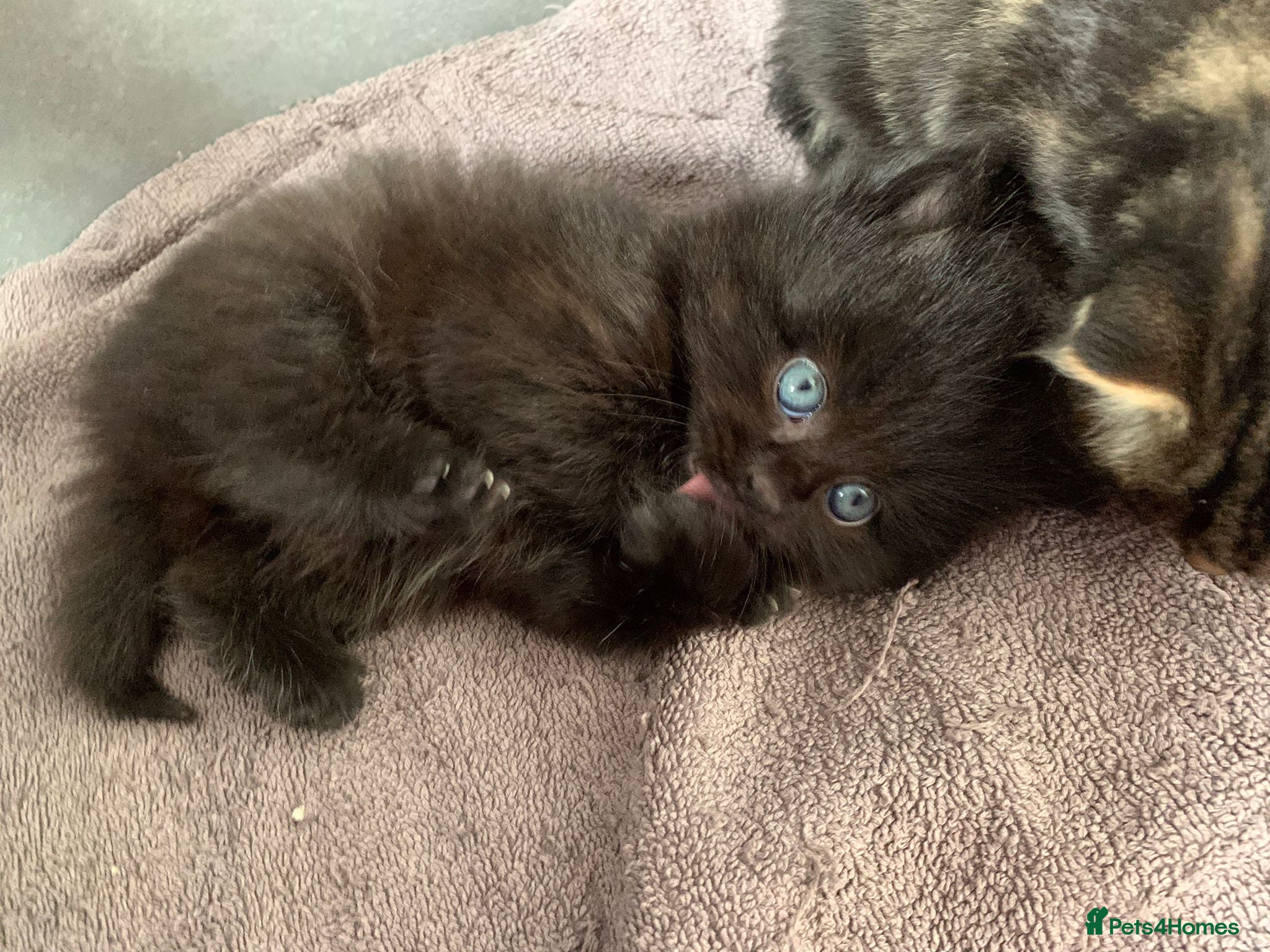 Turkish Angora cats 6 x Turkish Angora kittens - longhaired stunners - Advert 2