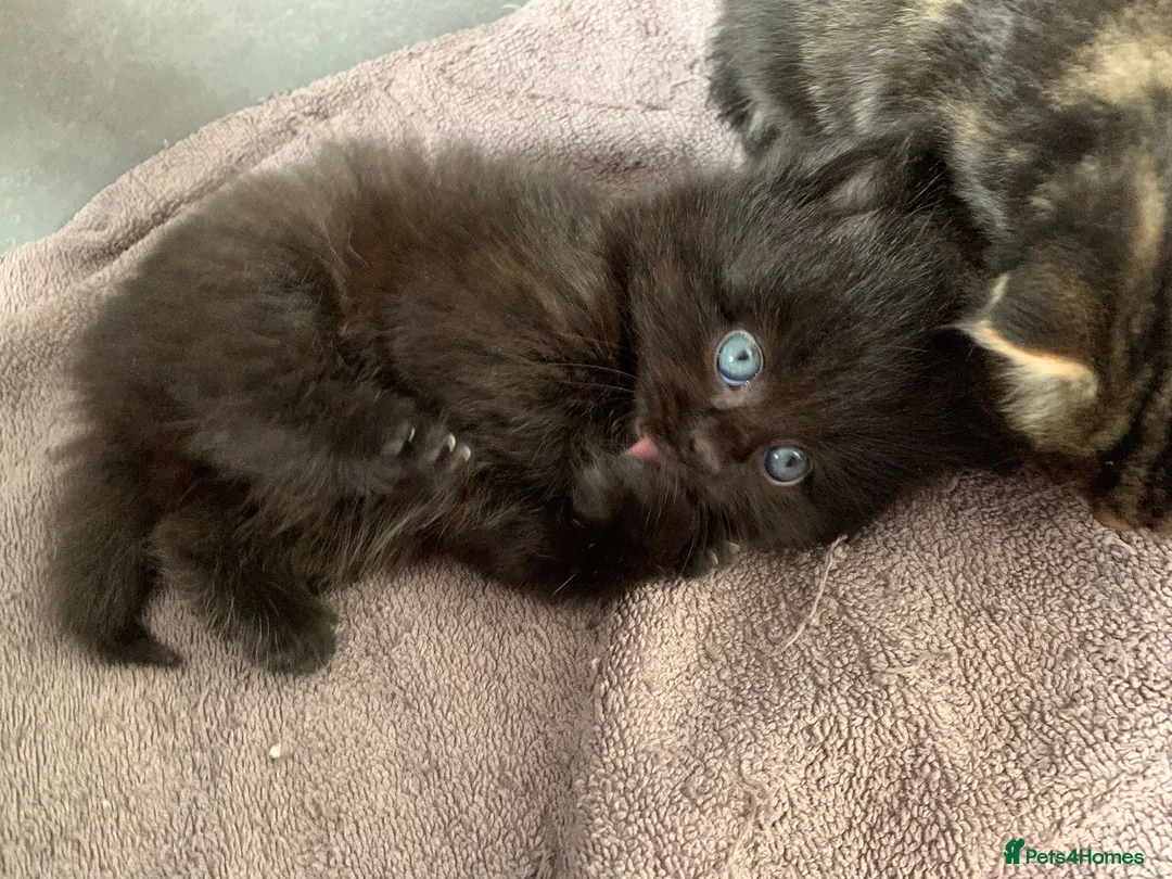 Turkish Angora cats for sale: 6 x Turkish Angora kittens - longhaired stunners - Advert 2