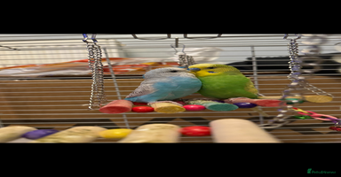 Budgerigars birds - Advert 8