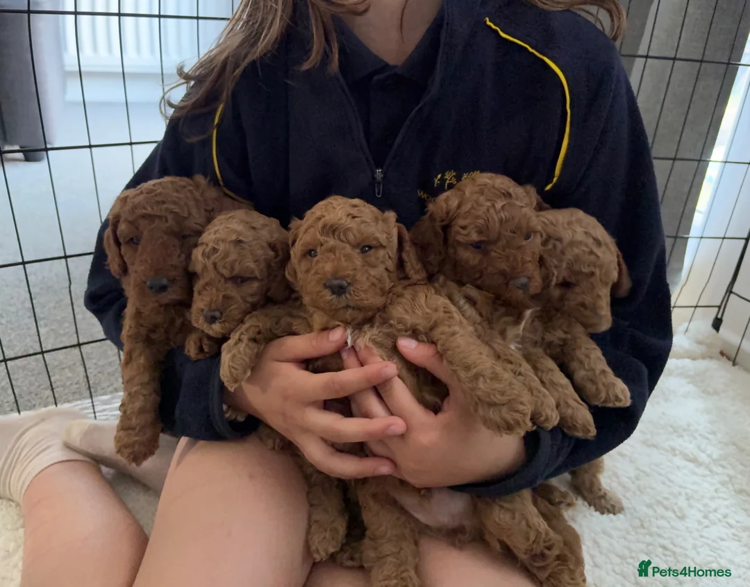Mixed Breed dogs for sale: Adorable Toy/Miniature Poodle Puppies - Advert 1