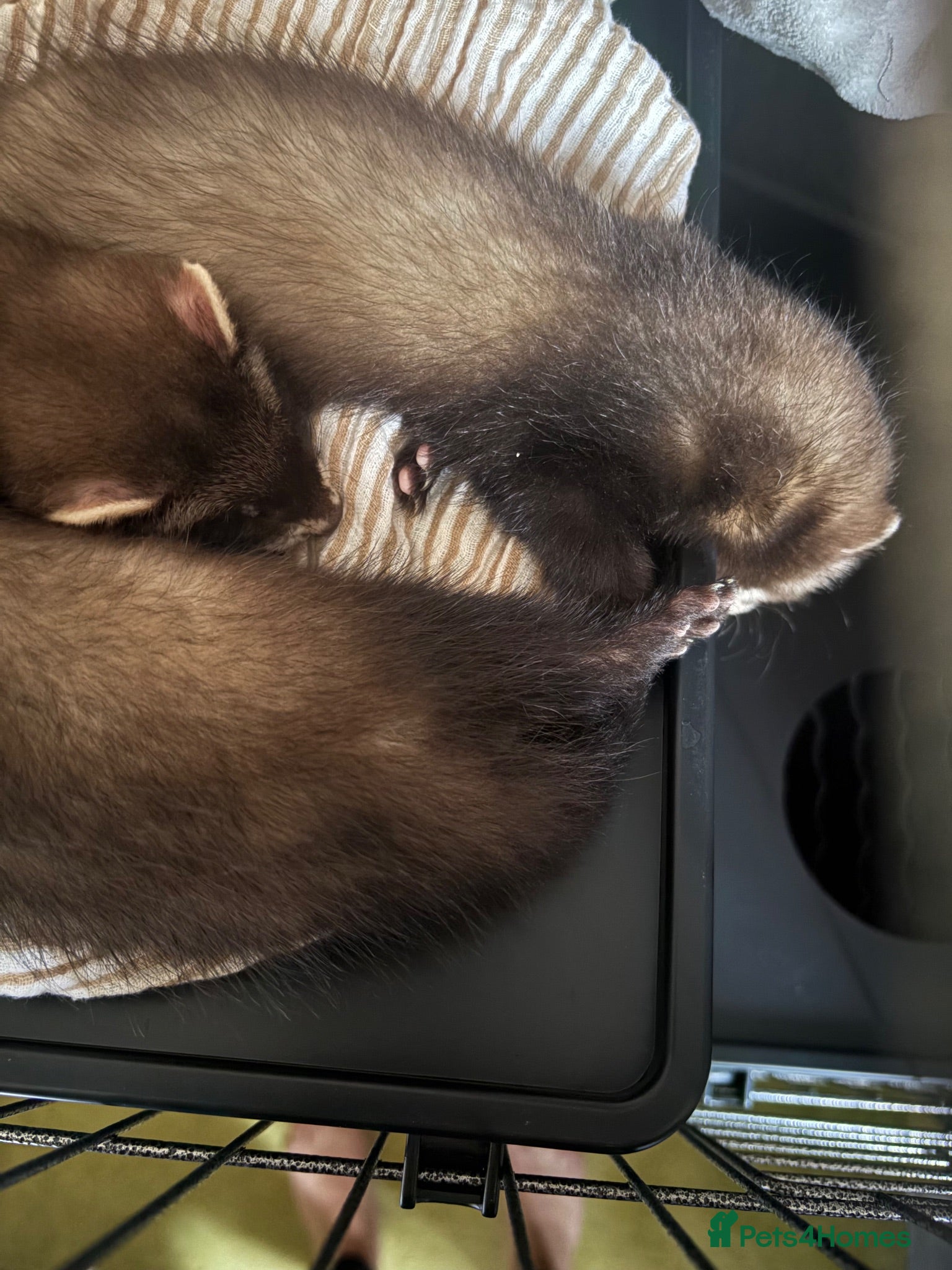 Ferret rodents 2 Female ferrets - Advert 1