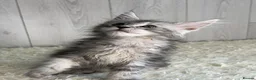 Maine Coon cats for sale: Beautiful Maine Coon Kitten in Swansea - Advert 3