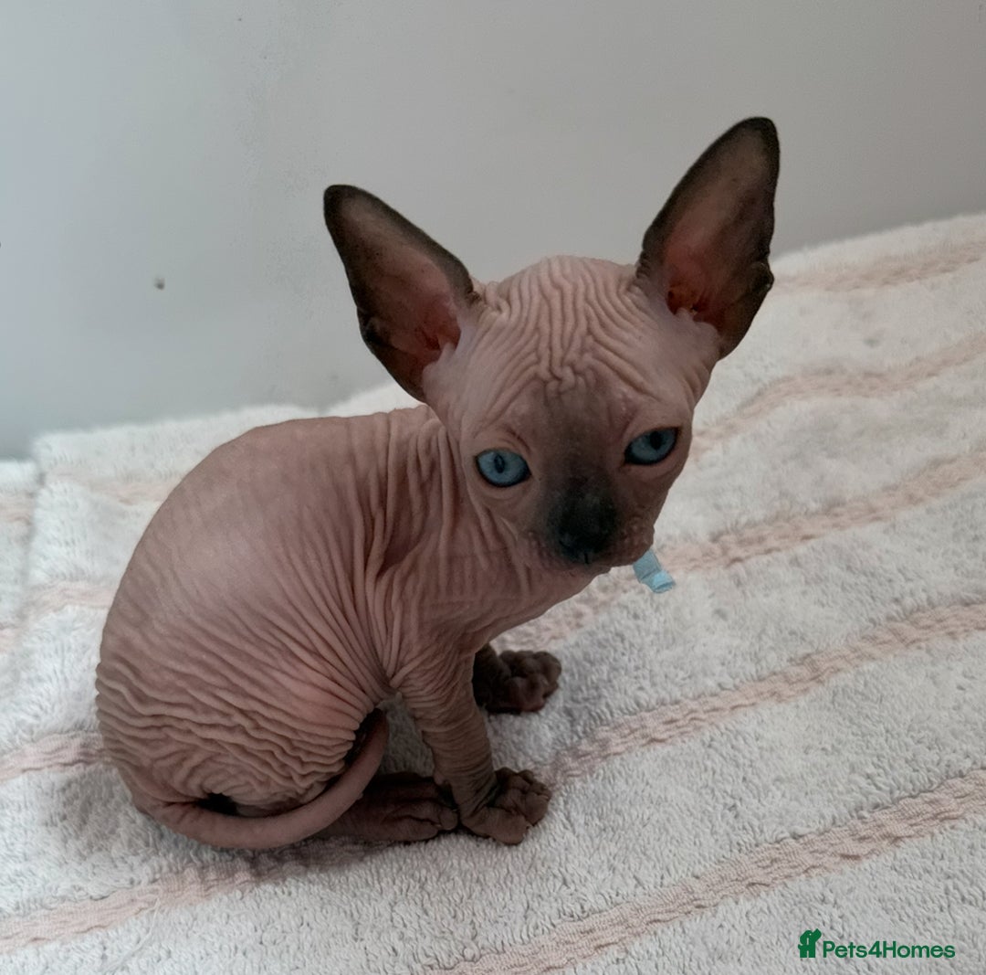 Sphynx cats for sale: Four beautiful Sphynx kittens for sale 🤍 - Image 10