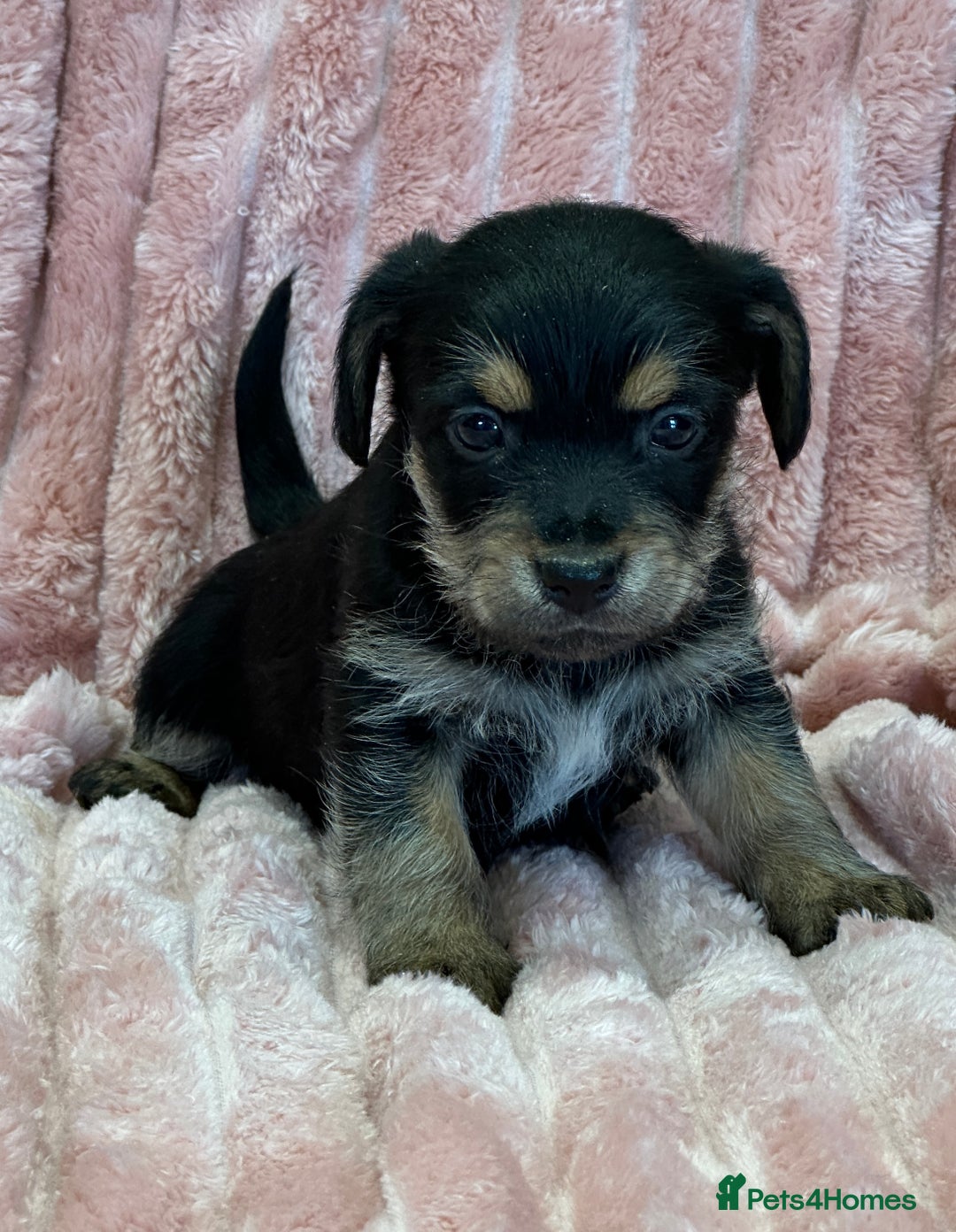 Jack Russell dogs for sale: Quality litter of beautiful Jack Russell puppies  - Image 26