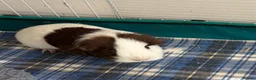 Guinea Pig rodents for sale: Single female pig - 18 months old  in Abingdon - Advert 3