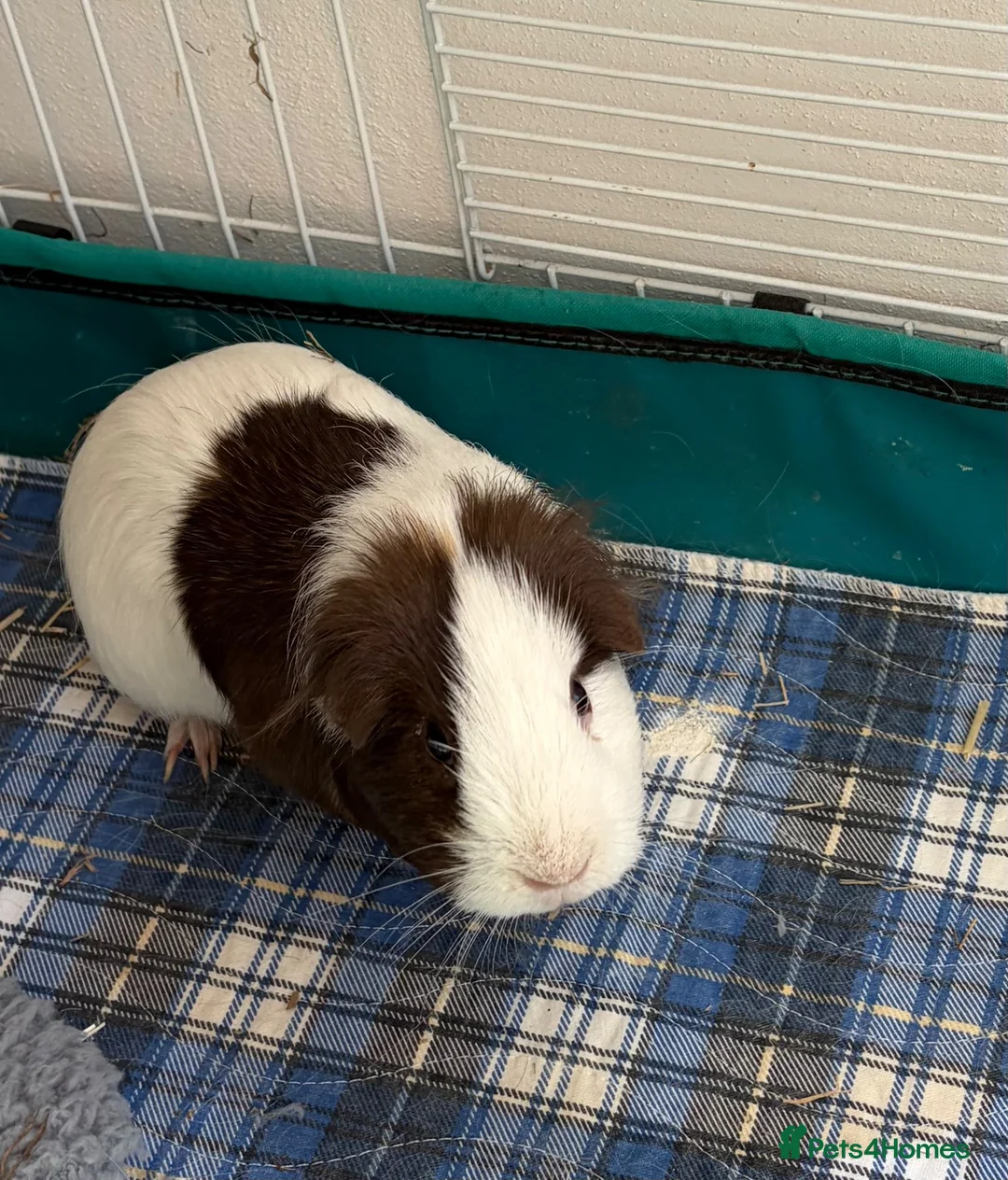 Guinea Pig rodents for sale: Single female pig - 18 months old  in Abingdon - Advert 3