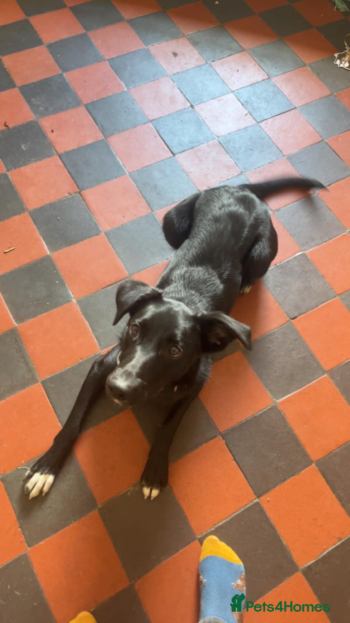 Mixed Breed dogs 10 month old puppy looking for new home.  - Advert 1