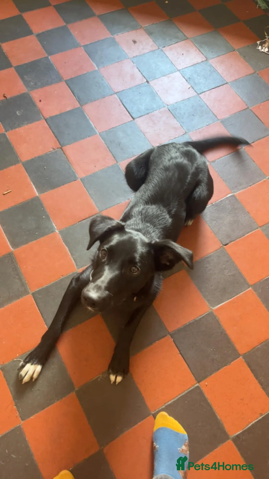Mixed Breed dogs for sale: 10 month old puppy looking for new home.  in Launceston - Advert 1