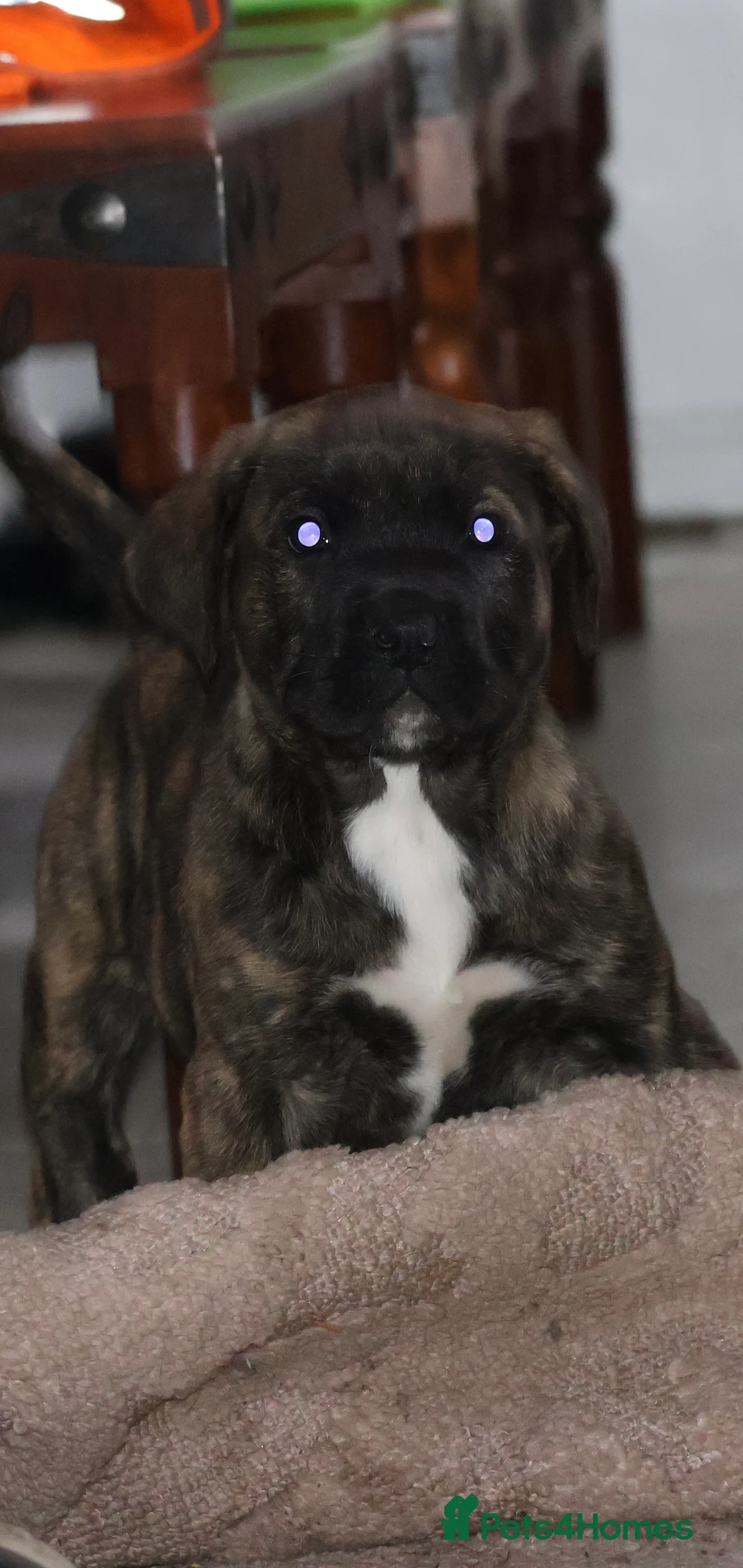 Presa Canario dogs for sale: Presa Canario puppies - Advert 4
