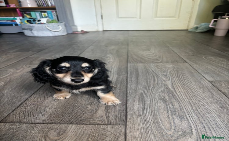 Miniature Dachshund dogs - Advert 6
