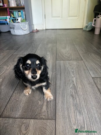 Miniature Dachshund dogs - Advert 5