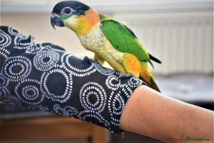 Parrots birds in Batley - Advert 5