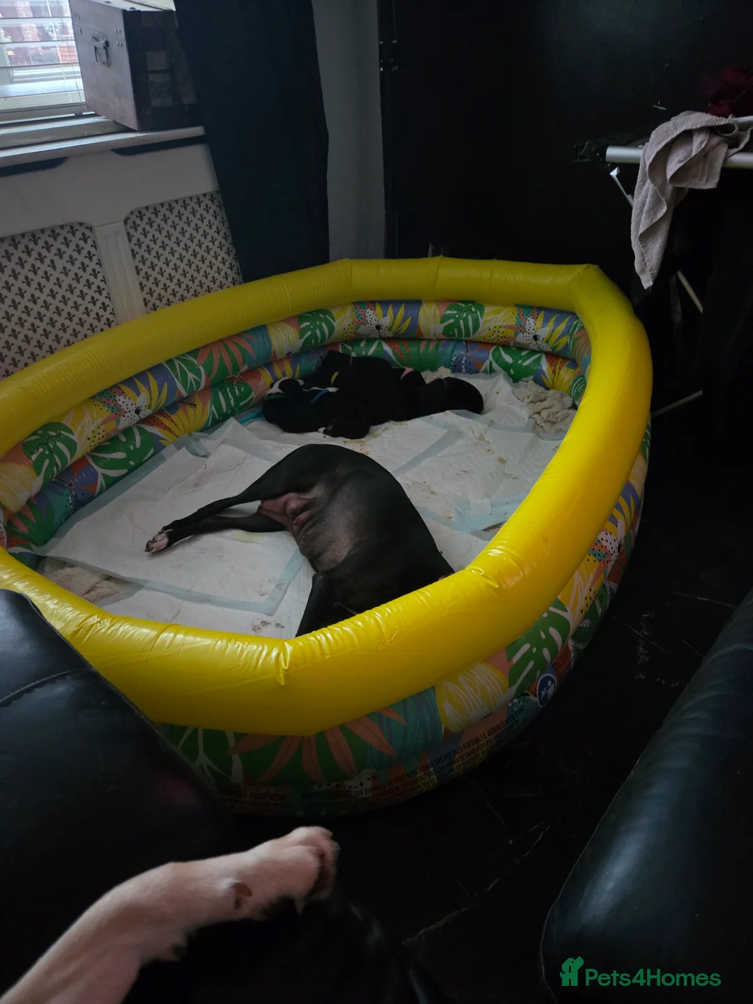 Mixed Breed dogs for sale: Whippet/collies - Advert 2