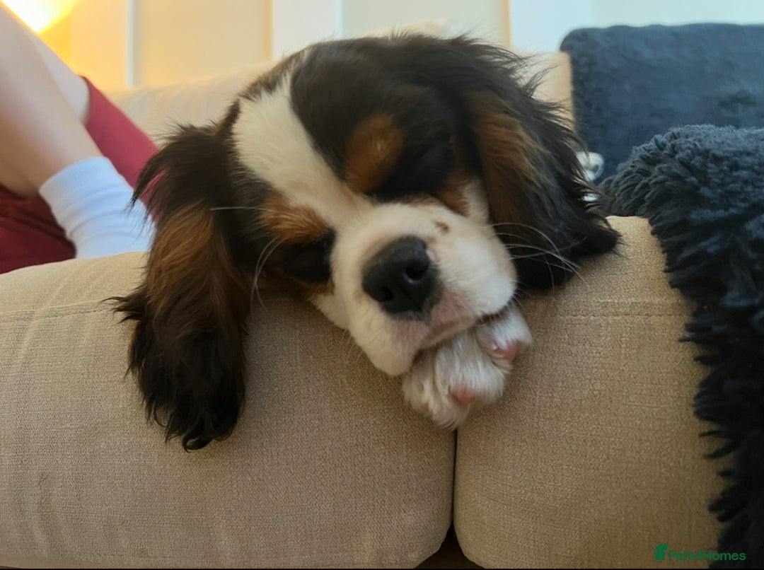 Cavalier King Charles Spaniel dogs for sale: Beautiful Tri colour KC girl - Image 3