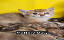 British Shorthair cats for sale: BSH GOLDEN KITTENS - Advert 34