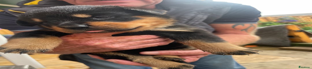 Rottweiler Puppy 2