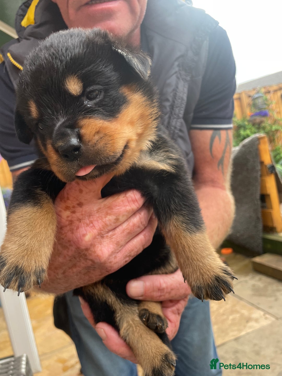 Rottweiler dogs for sale: Rottie pups - Image 10