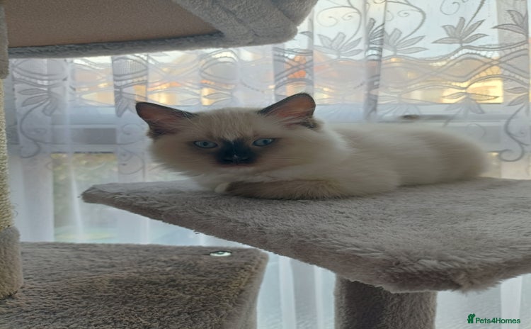 Ragdoll cats - Advert 4