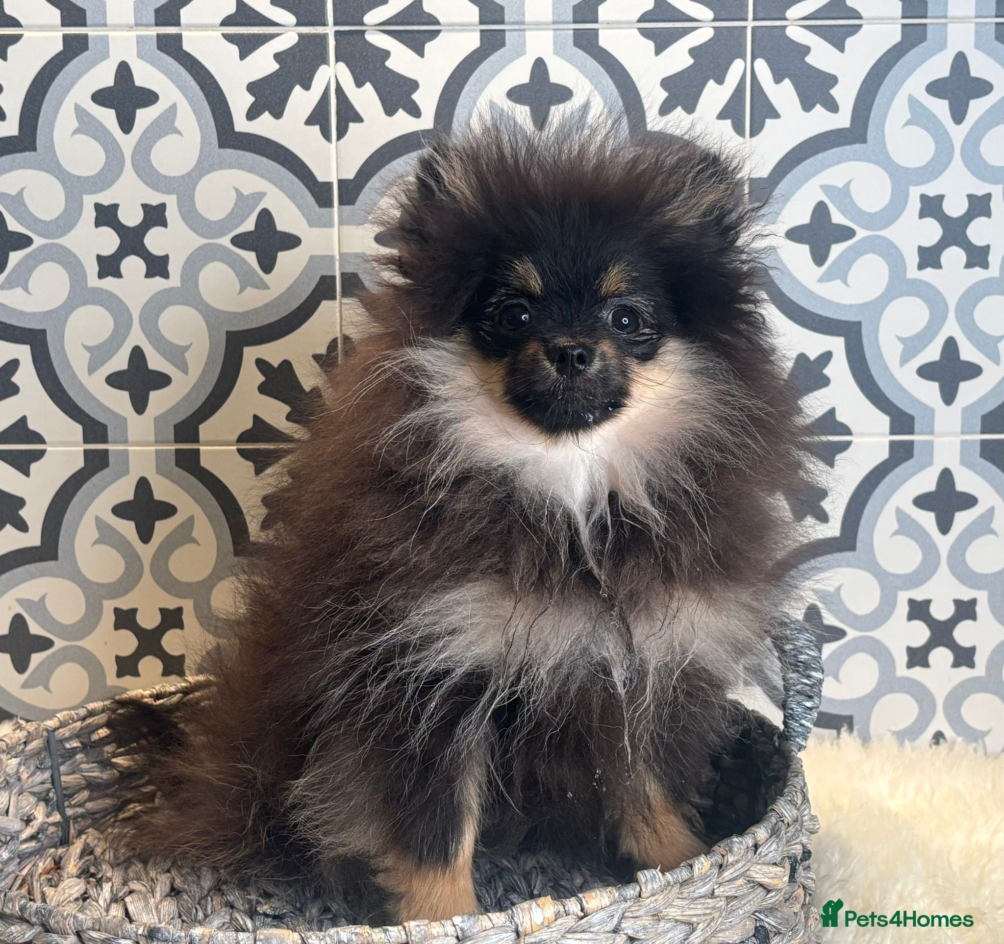 Pomeranian dogs Kc reg pom ready to go  ❤️ - Advert 3