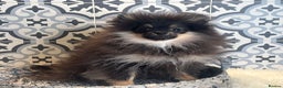 Pomeranian dogs for sale: ❤️Kc teddy bear pom babies ❤️ - Advert 14