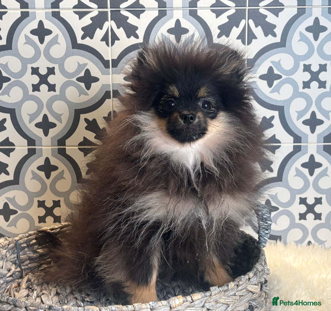 Pomeranian dogs for sale: ❤️Kc teddy bear pom babies ❤️ - Advert 14