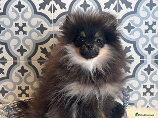 Pomeranian dogs Kc reg pom ready to go ❤️ - Advert 6